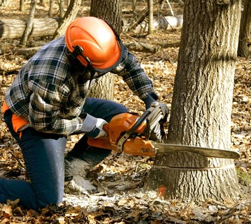Tree Removal in La Prairie, IL
